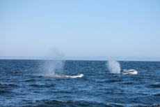 Fin whale we like to call Patches